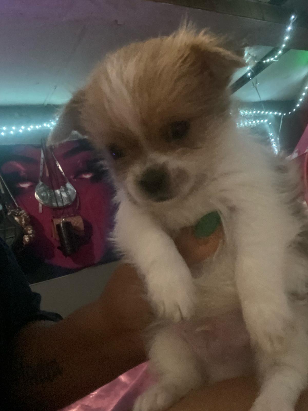 Shih Tzu mix mix - Baltimore, Maryland - FleaMarketBay