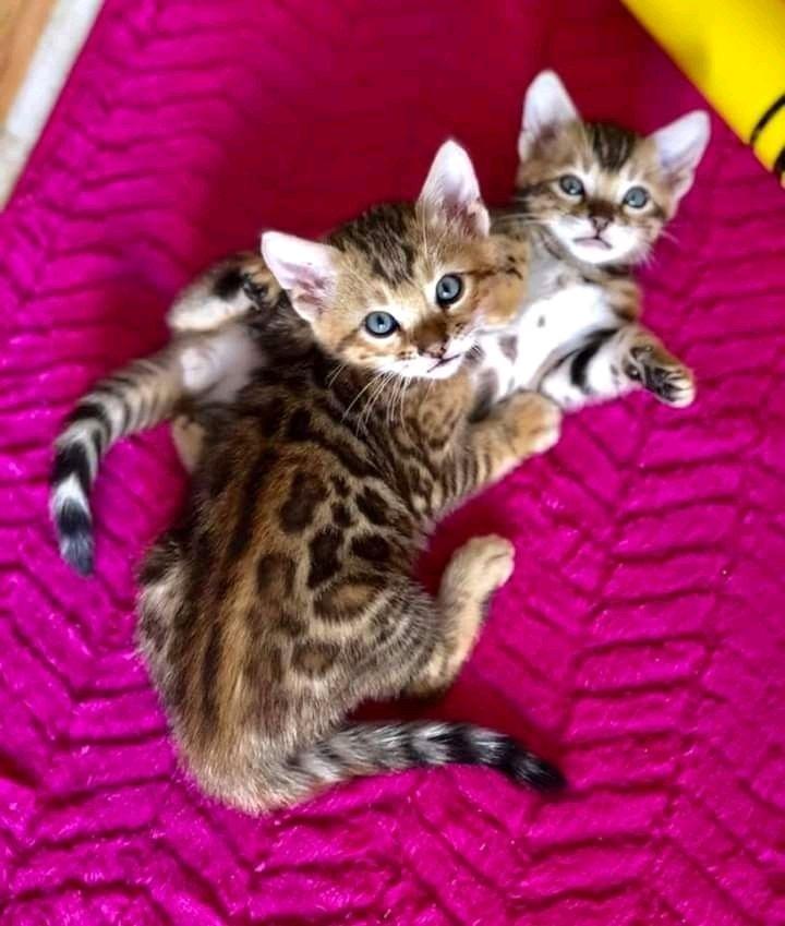 Purebred Bengal Kittens  Spotted Rosettes  Litter Trained - Alicia, Arkansas - FleaMarketBay