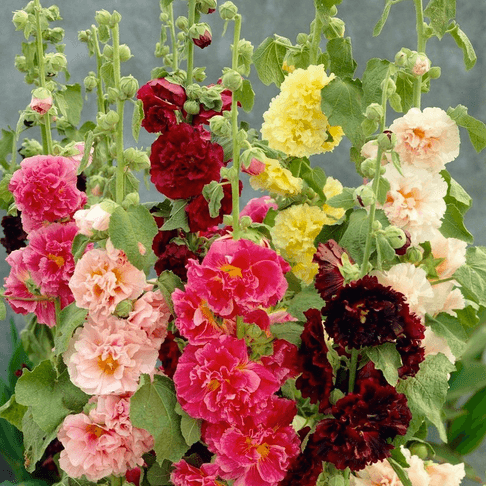 Hollyhock Mixed Variety - Abbeville, North Carolina - FleaMarketBay