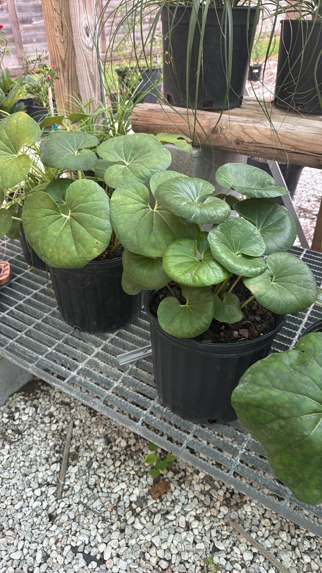 Leopard Plants Shade Plants - Alvin, Texas - FleaMarketBay