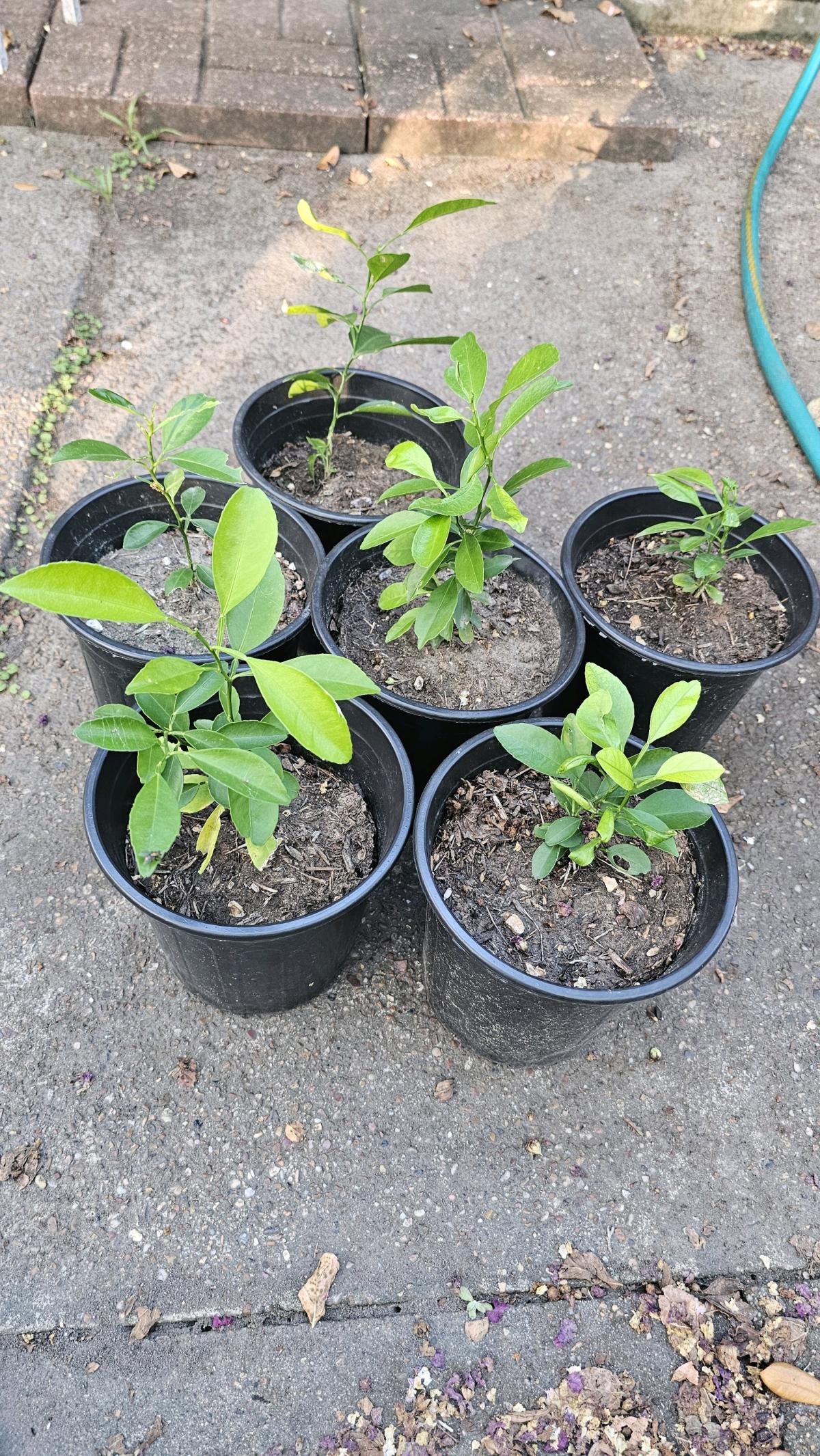 Madarins Plant Size 1 Gallon Pickup - Houston, Texas - FleaMarketBay