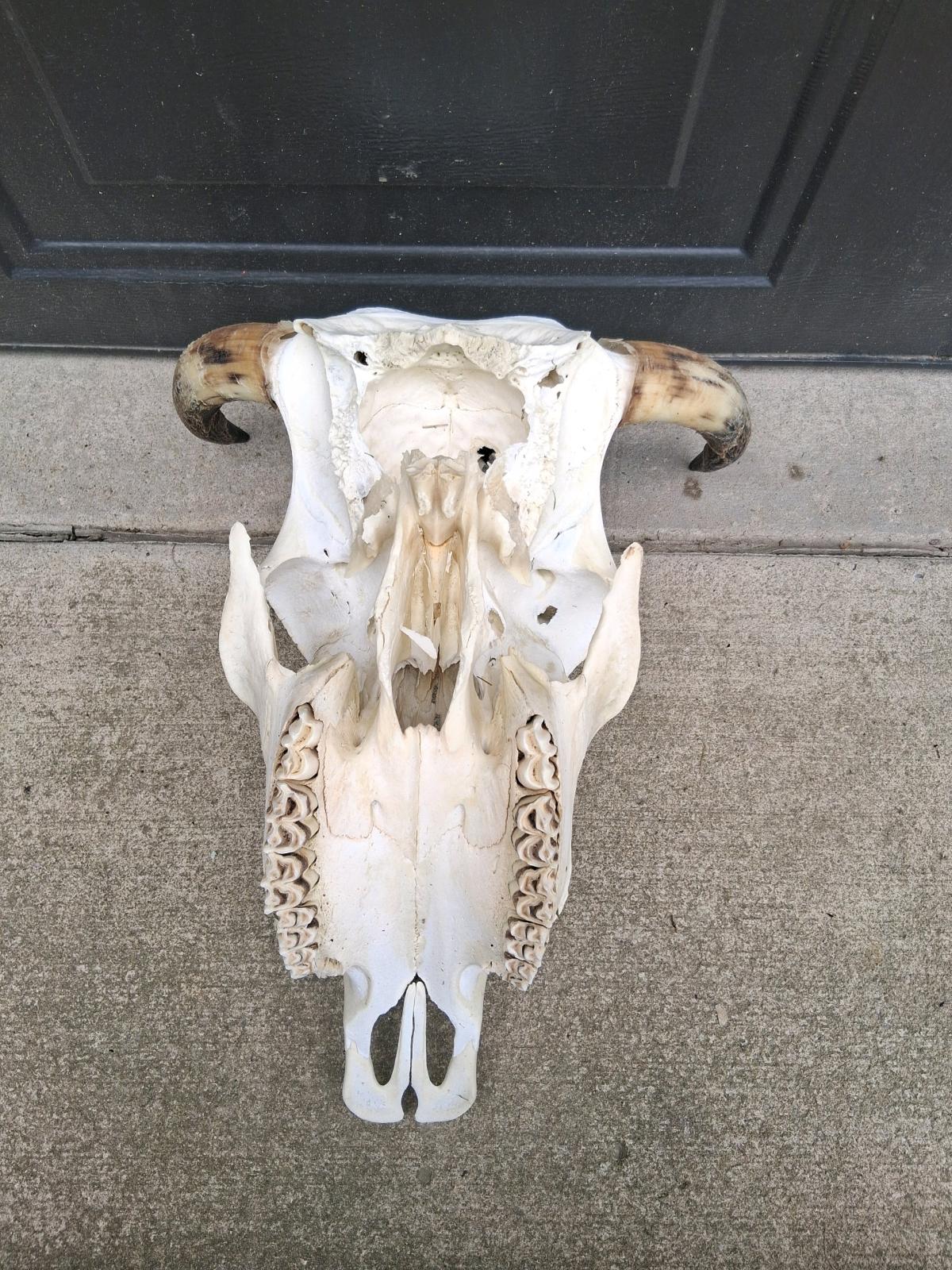 beautiful cow skull - Bristolville, Ohio - FleaMarketBay