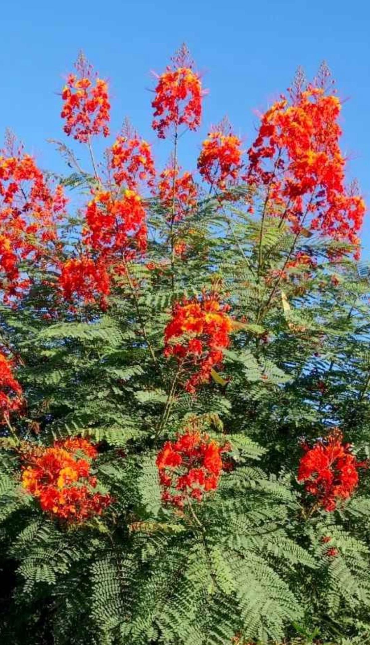 Pride Of Bardados Red or Yellow - Alvin, Texas - FleaMarketBay