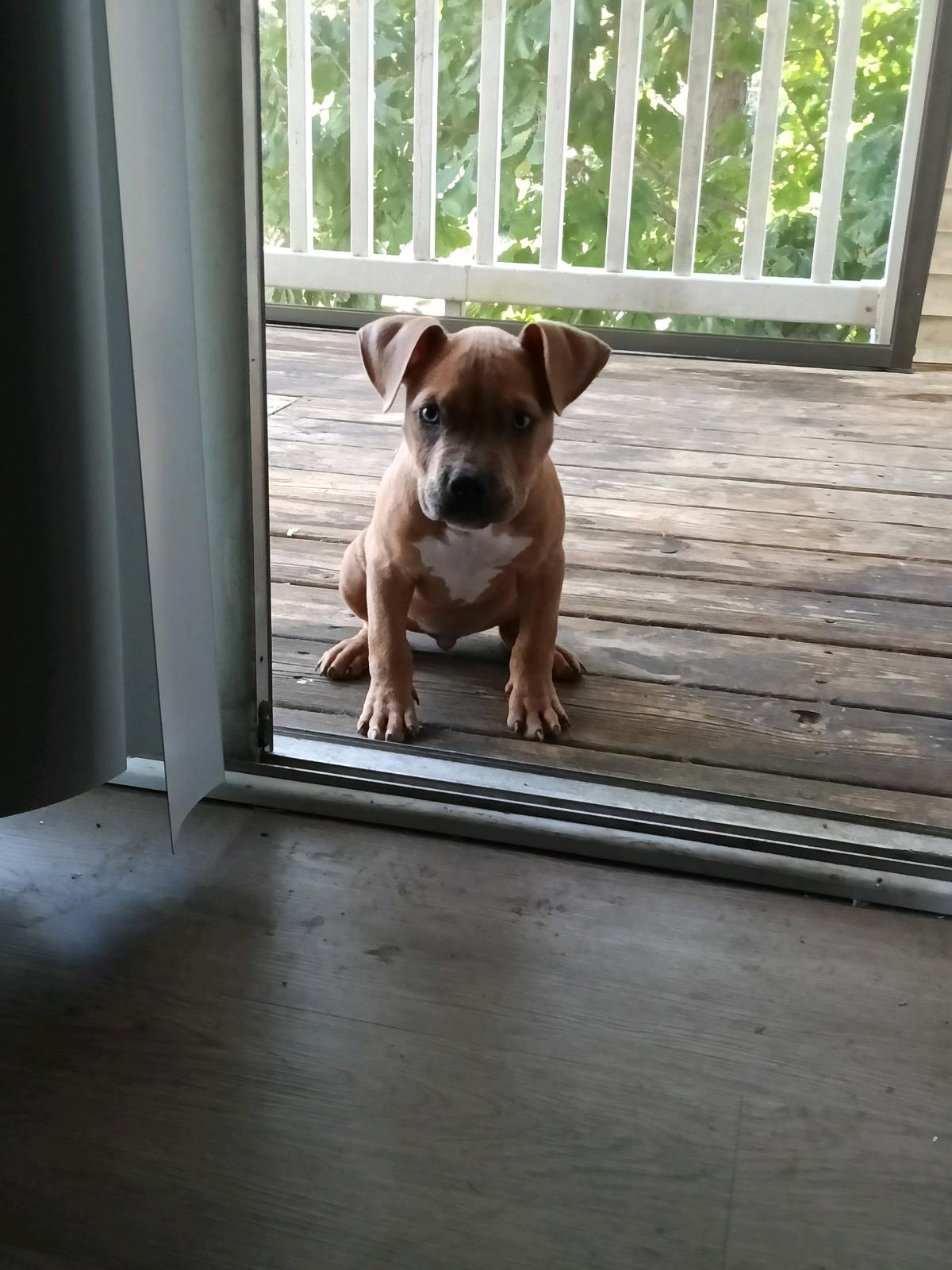 American Pocket bully - Durham, North Carolina - FleaMarketBay