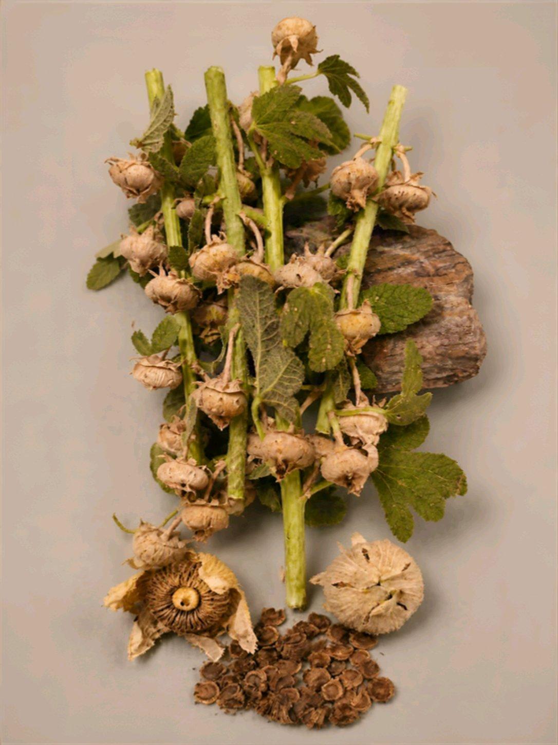 Heirloom Hollyhock Seeds - Everett, Washington - FleaMarketBay