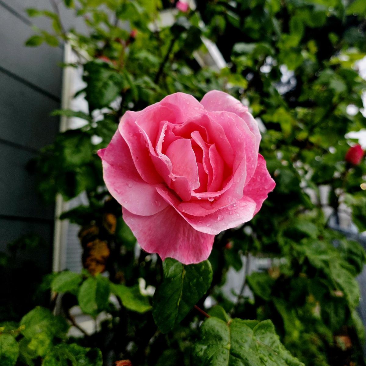Heirloom 1970s Pink Rose Bush Start - Everett, Washington - FleaMarketBay