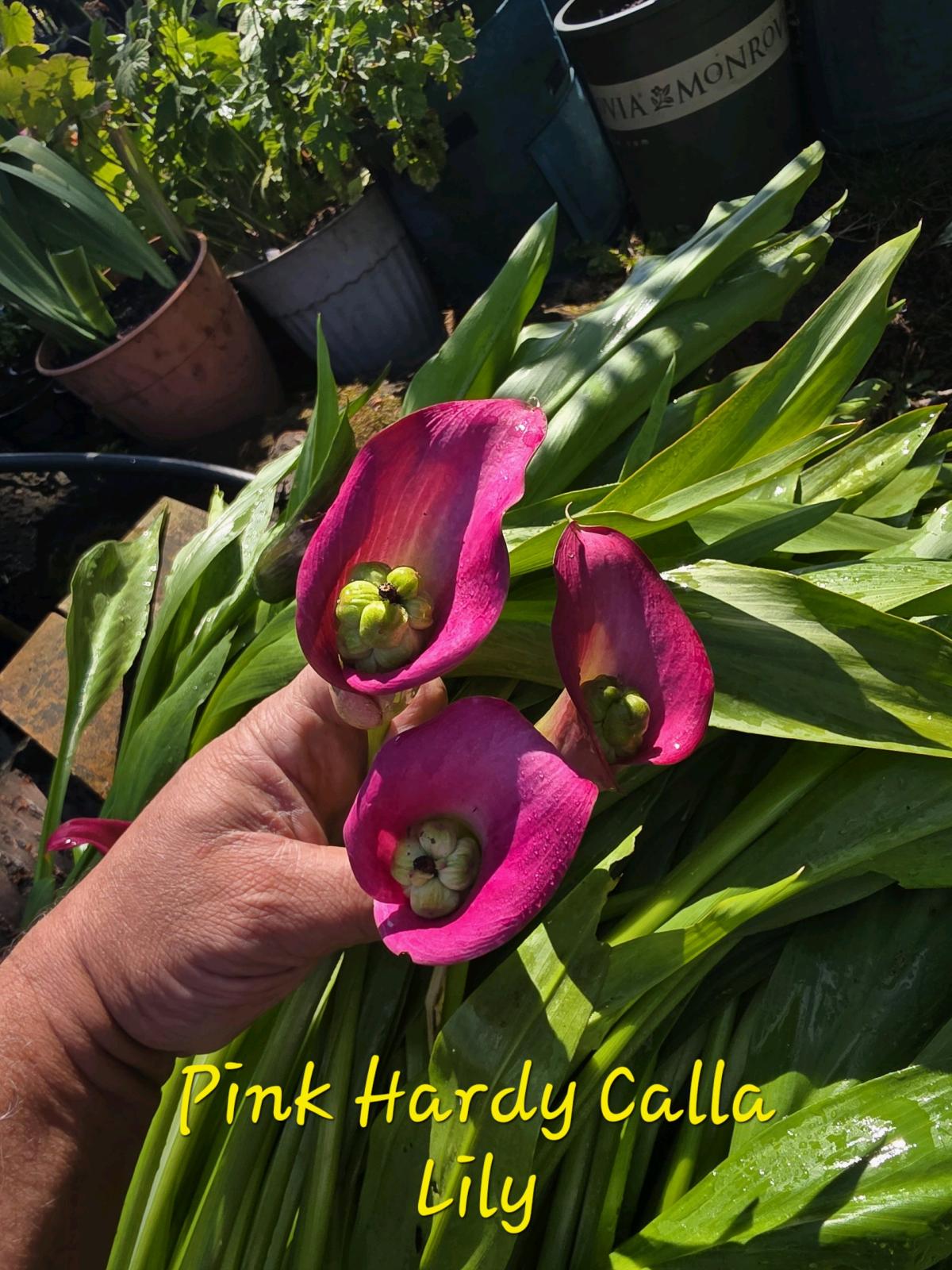 End of Season Plant Sale - Everett, Washington - FleaMarketBay