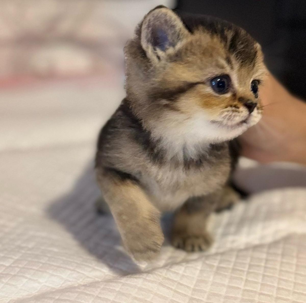 Adorable British Shorthair  Scottish Fold Kittens - Brooklyn, New York - FleaMarketBay