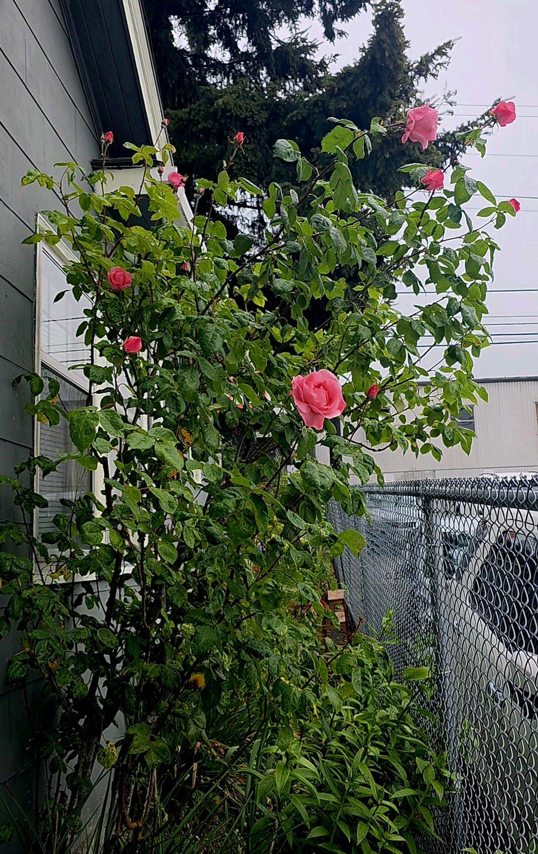 Heirloom 1970s Pink Rose Bush Start - Everett, Washington - FleaMarketBay