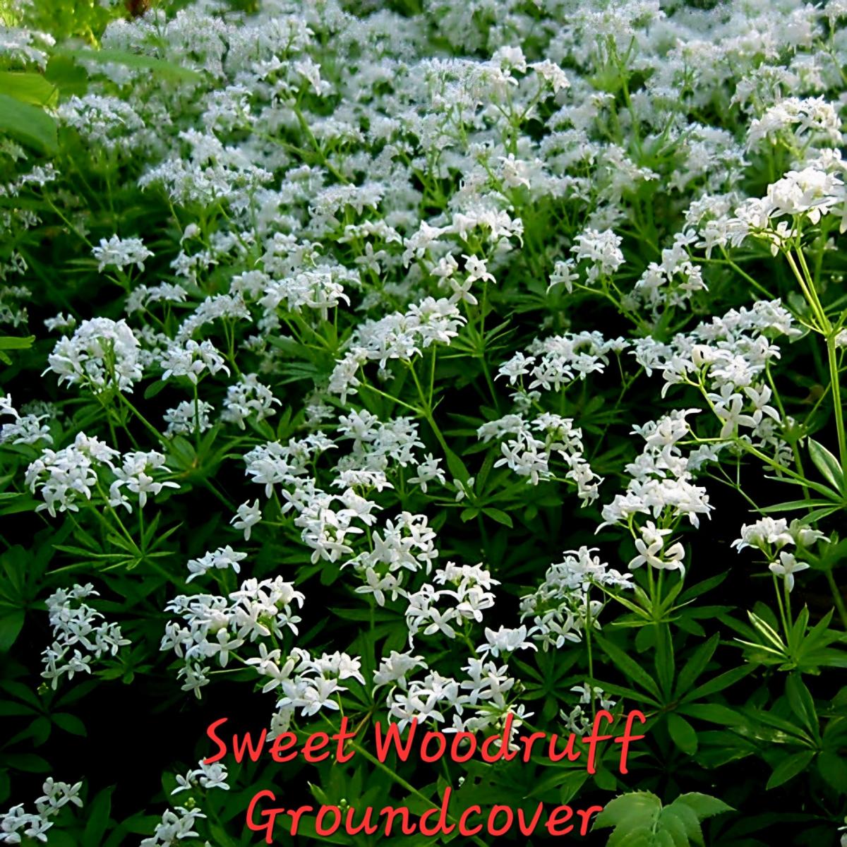 End of Season Plant Sale - Everett, Washington - FleaMarketBay