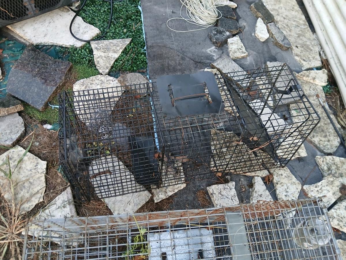 3 live traps - Jacksonville, North Carolina - FleaMarketBay