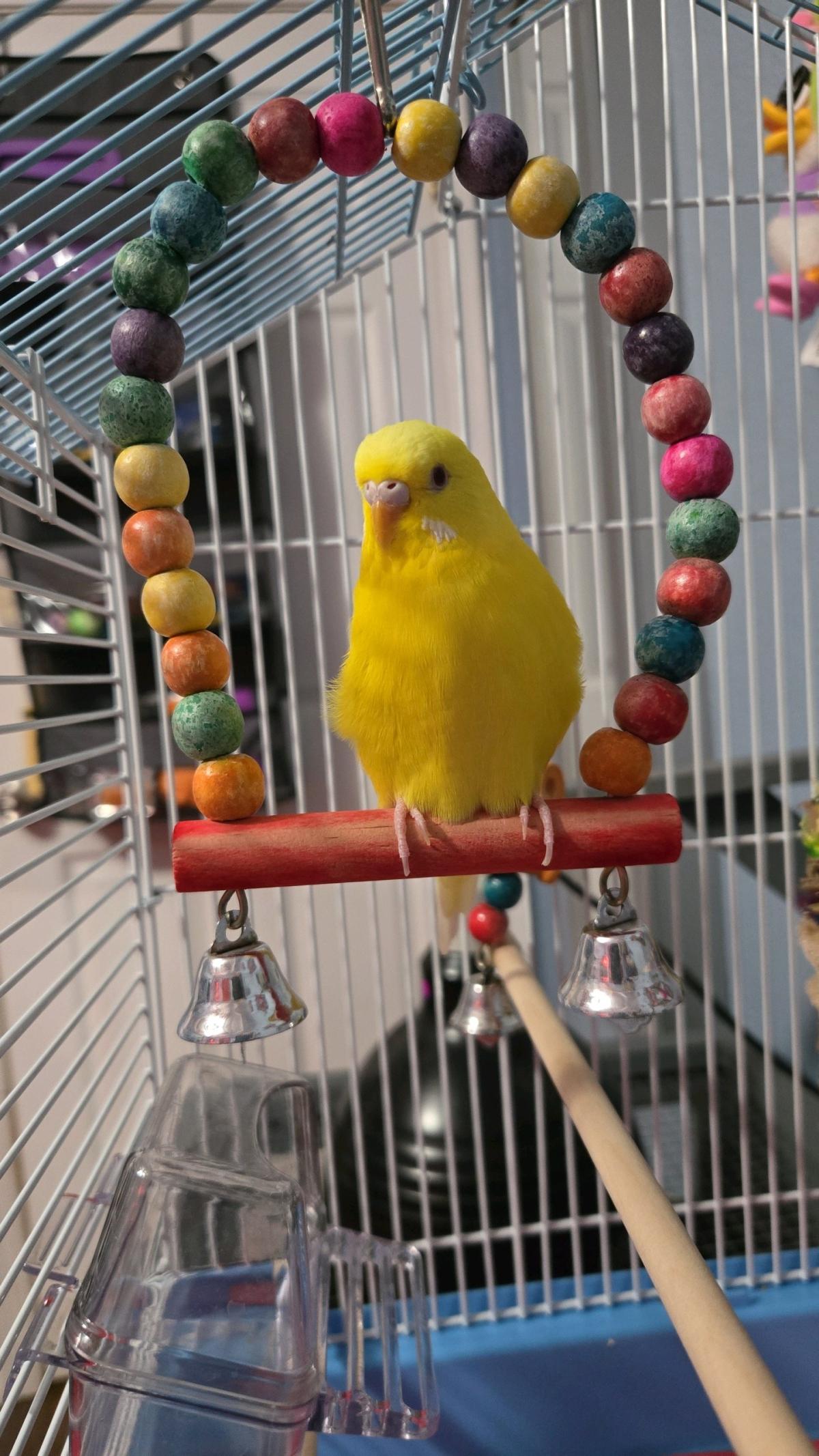 budgie and cage with toys and food - Mustang, Oklahoma - FleaMarketBay