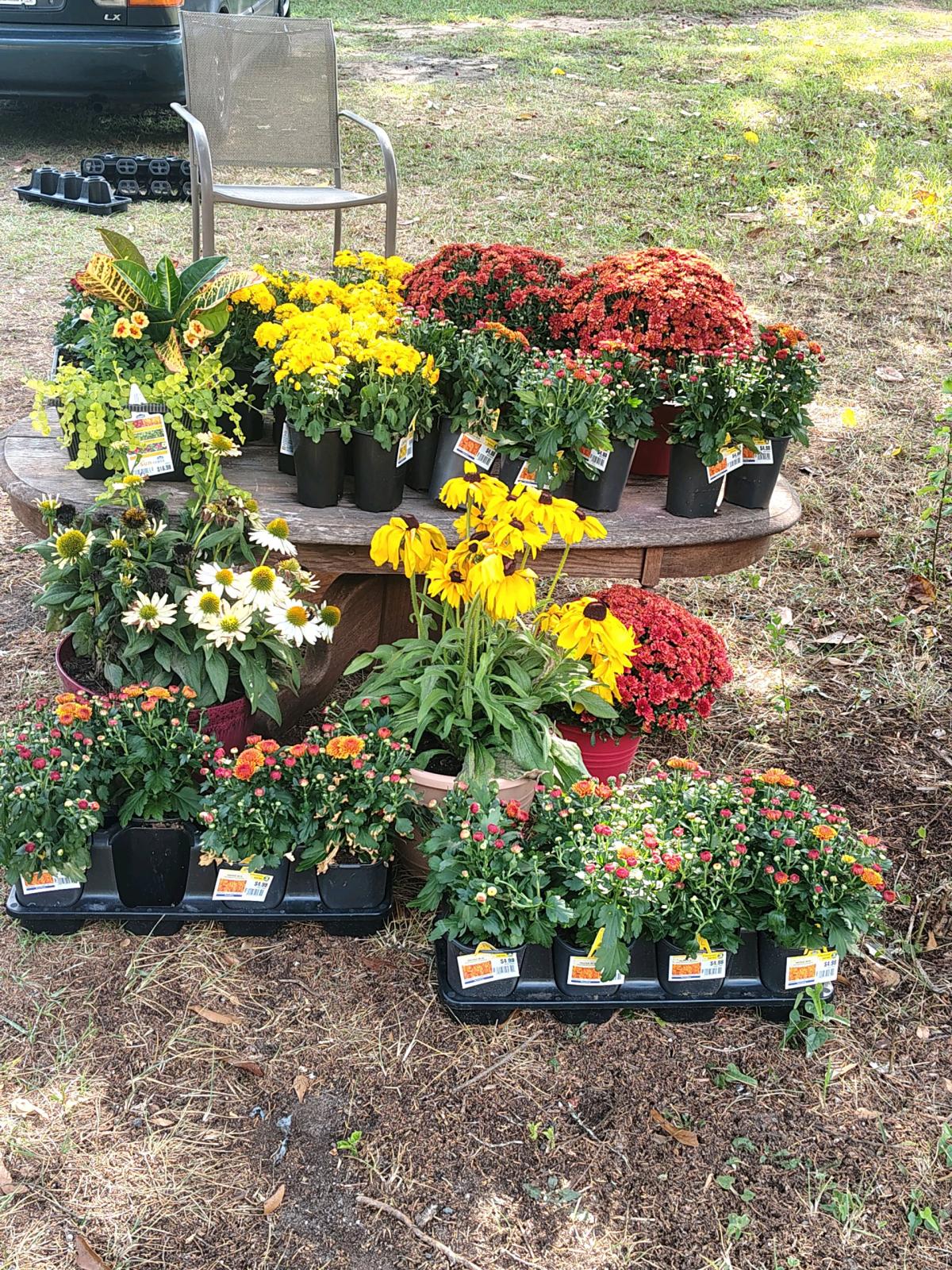 mums  orange yellow red - Anderson, South Carolina - FleaMarketBay