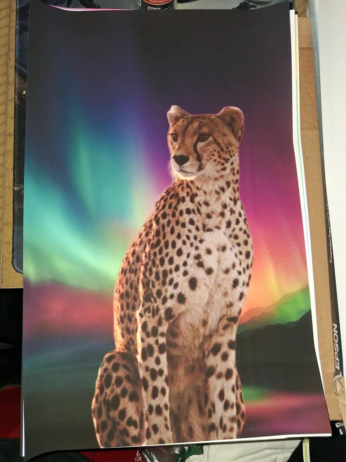 Animal 11x17 Framed 35 each Shipping on Facebook or Ebay - Houston, Texas - FleaMarketBay
