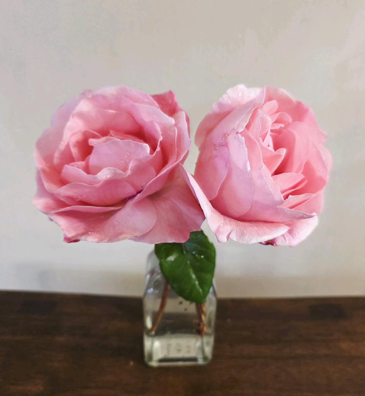 Heirloom 1970s Pink Rose Bush Start - Everett, Washington - FleaMarketBay