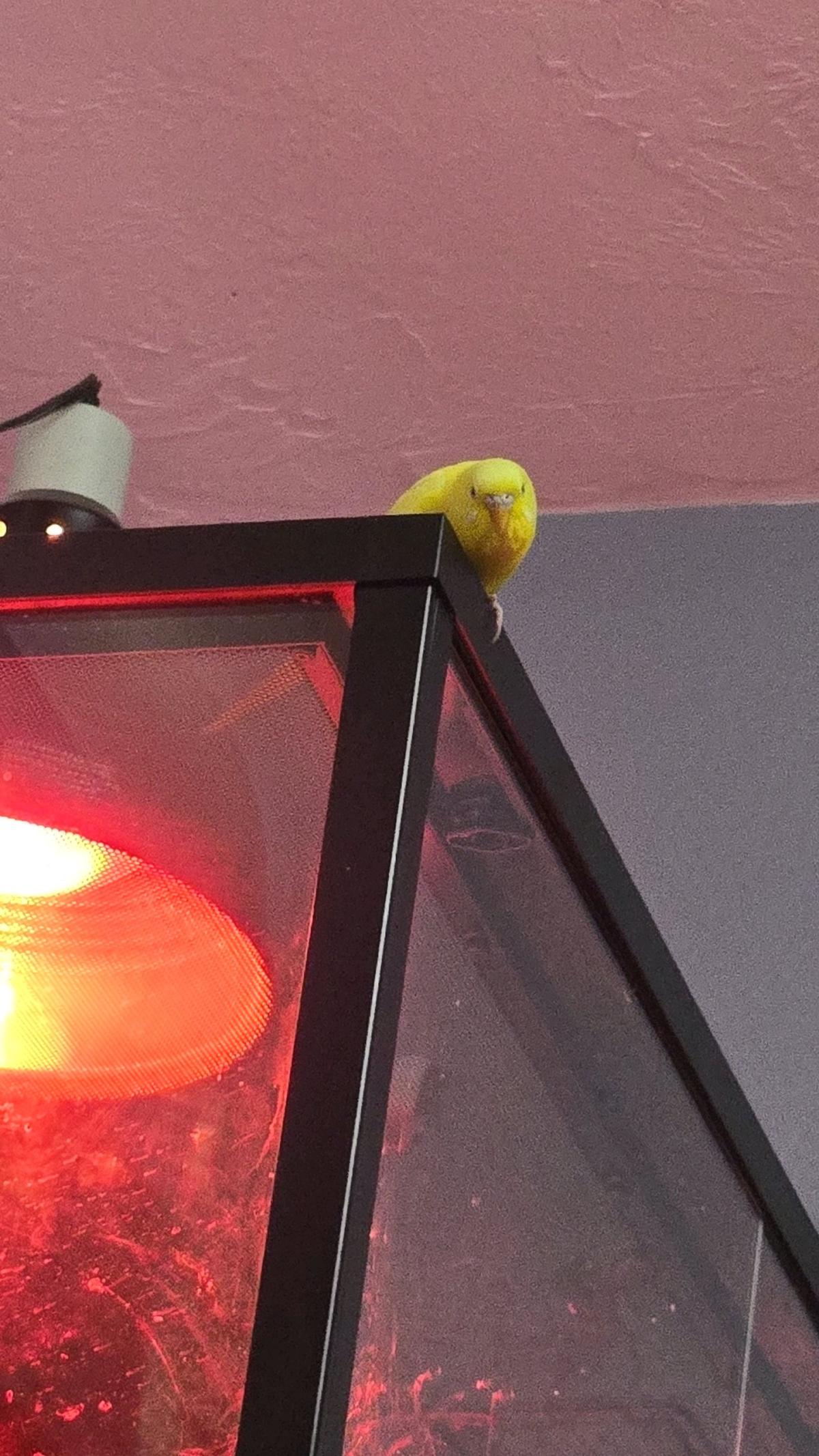 budgie and cage with toys and food - Mustang, Oklahoma - FleaMarketBay