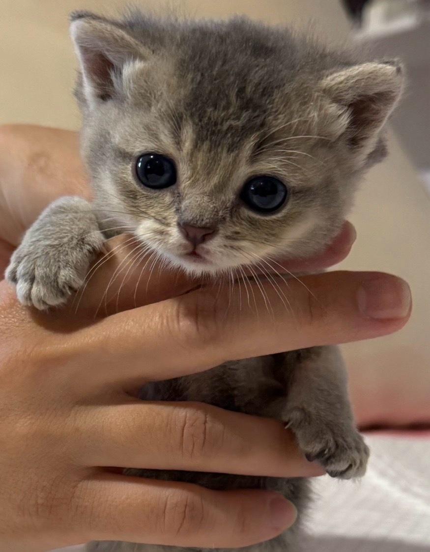 Adorable British Shorthair  Scottish Fold Kittens - Brooklyn, New York - FleaMarketBay