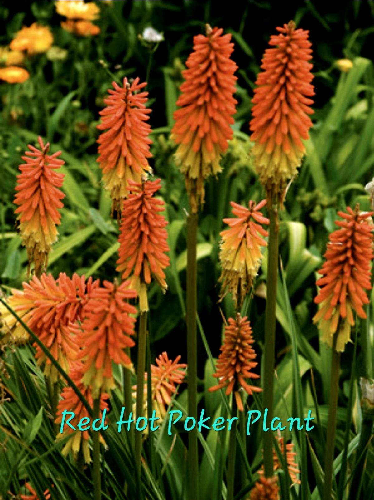 End of Season Plant Sale - Everett, Washington - FleaMarketBay