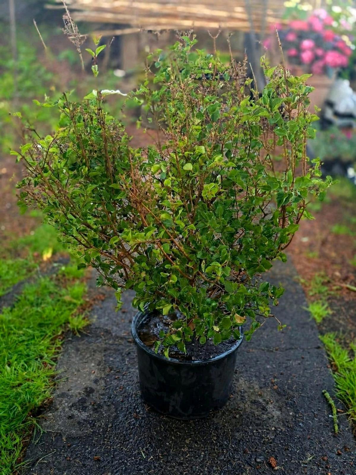Josee Reblooming Dwarf Lilac Bush - Everett, Washington - FleaMarketBay