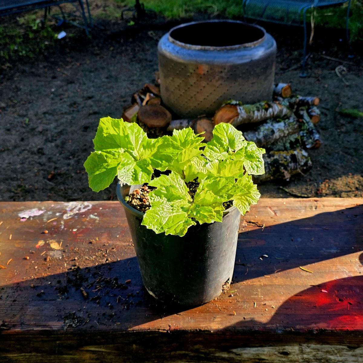 Bears Breeches Plant var Hollards Gold - Everett, Washington - FleaMarketBay