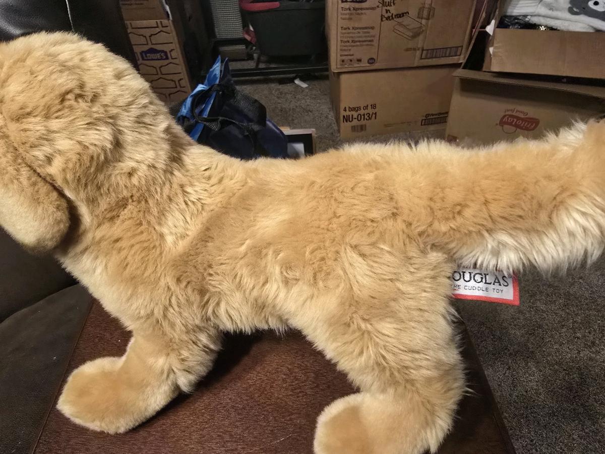 Douglas Golden Retriever - Sulphur, Oklahoma - FleaMarketBay