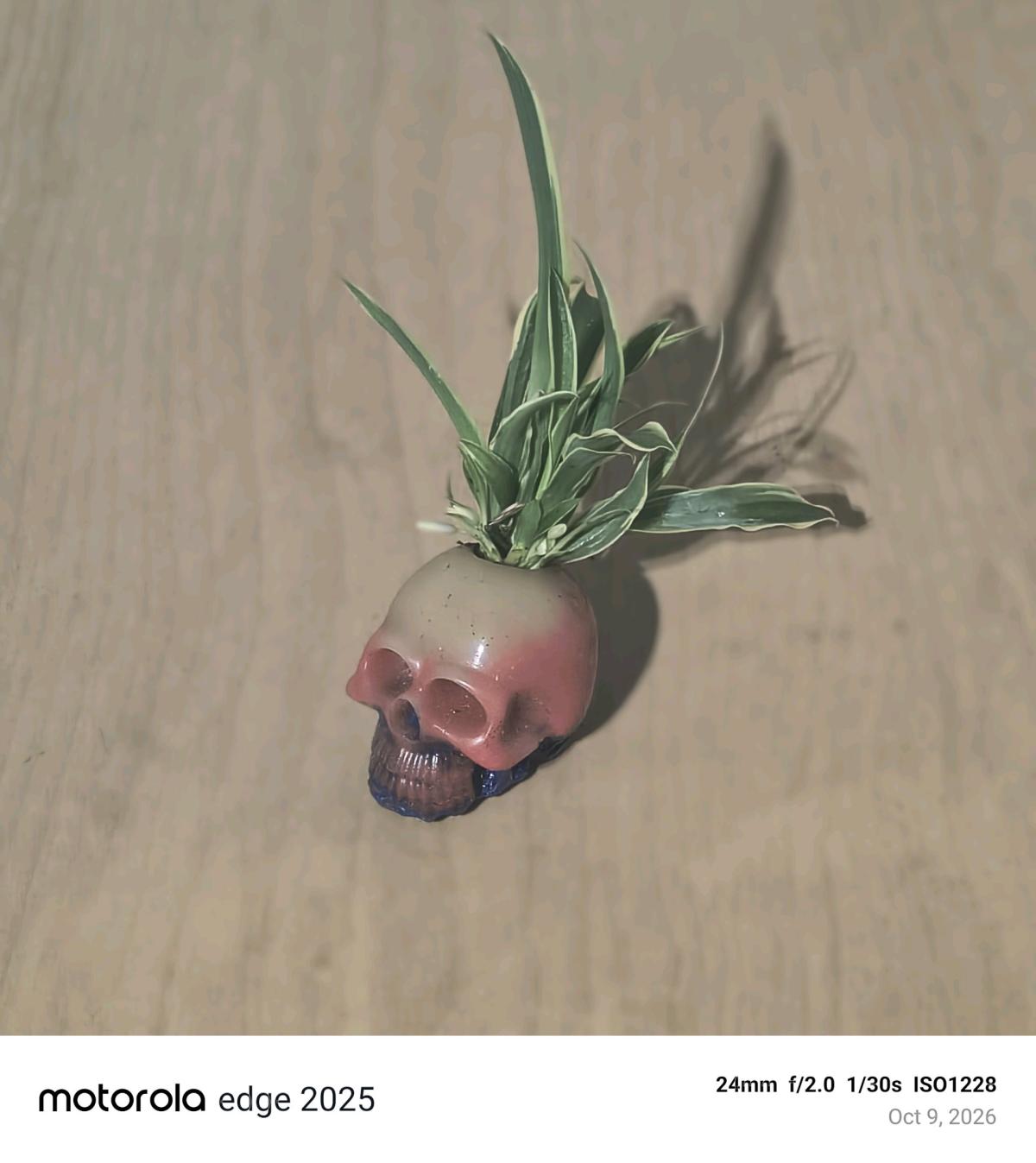 Resin skull planter  Grateful with spider plant - Kingston, New Hampshire - FleaMarketBay