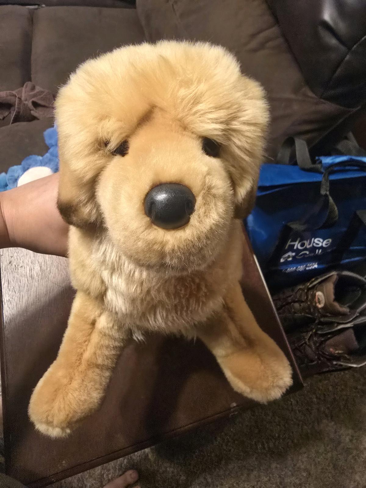Douglas Golden Retriever - Sulphur, Oklahoma - FleaMarketBay