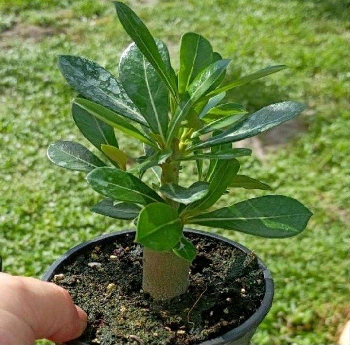 Desert Rose - Palm Beach Gardens, Florida - FleaMarketBay