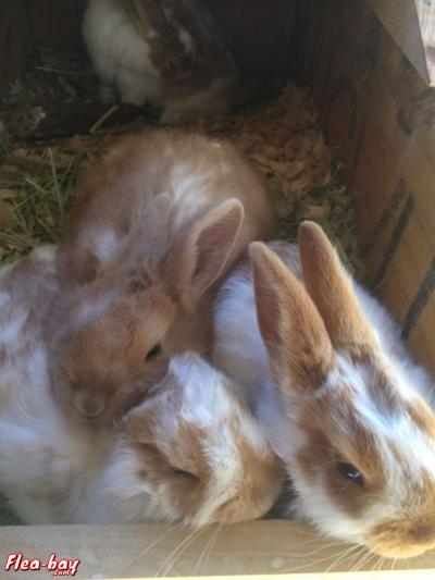 new Zealand rabbits - Thumbnail 2