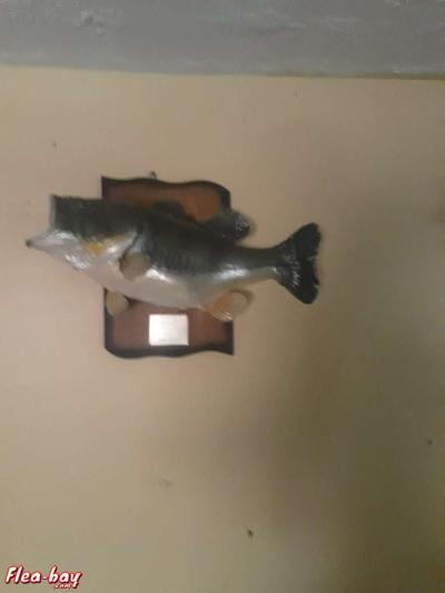 taxidermy fish,  large - Thumbnail 3