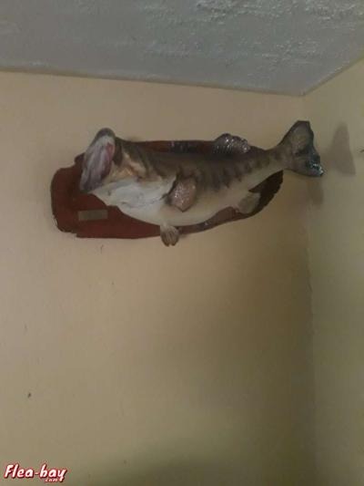 taxidermy fish,  large - Thumbnail 2