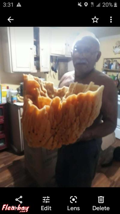 huge real sponge - Thumbnail 2