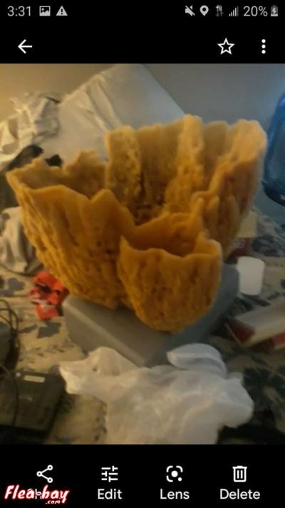 huge real sponge - Riverview, Florida