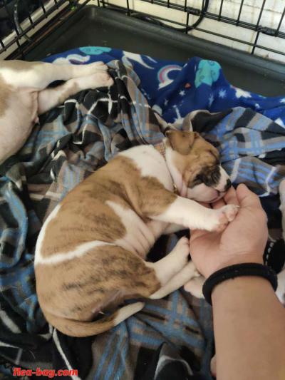 pitbull pups - Thumbnail 4