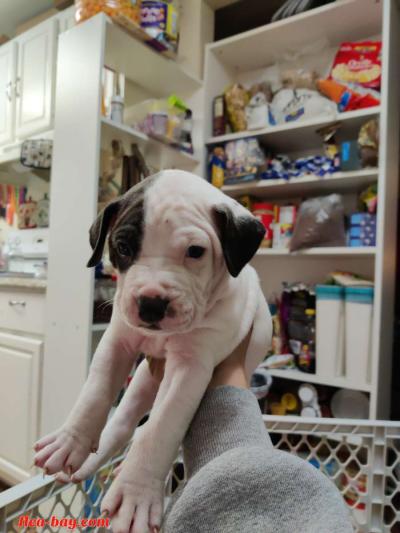 pitbull pups - Thumbnail 3