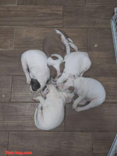 pit bull pups - Thumbnail 2