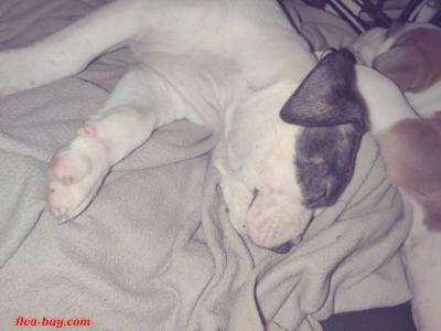 pit bull pups - Thumbnail 5