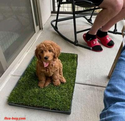 looking for serious buyer - Thumbnail 2