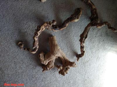 five pieces of reptile wood - Thumbnail 5