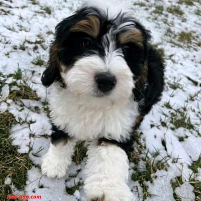 looking for serious buyer