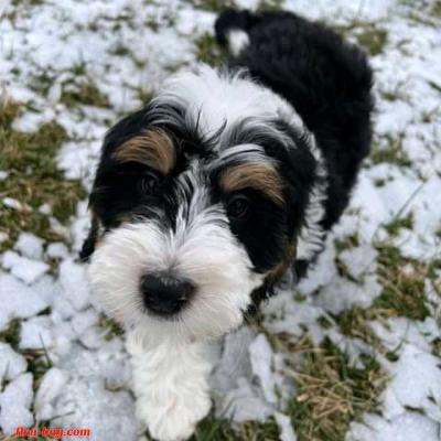 looking for serious buyer - Thumbnail 3