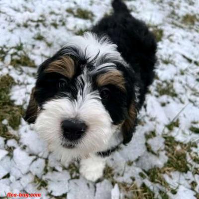 looking for serious buyer - Thumbnail 2