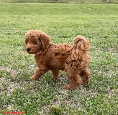 looking for serious buyer