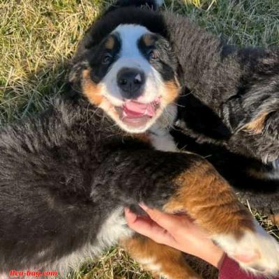 am good in seller - Thumbnail 3