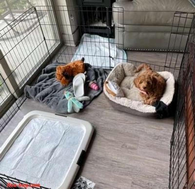 looking for serious buyer - Thumbnail 3