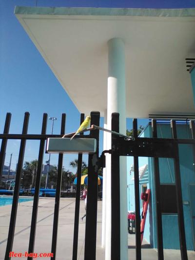 YELLOW BIRD - Thumbnail 4