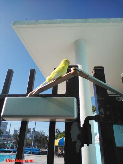 YELLOW BIRD - Thumbnail 2