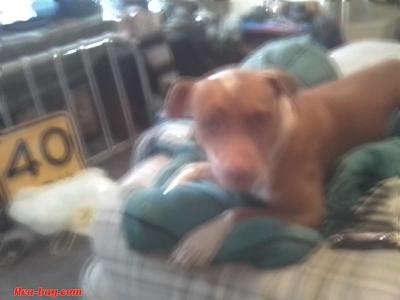 American Red nose pitbull 8 months old - Thumbnail 2