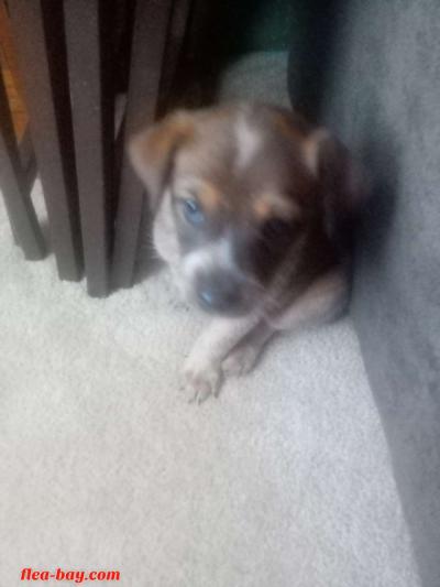 blue heeler pups - Thumbnail 2
