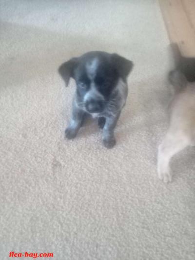 blue heeler pups